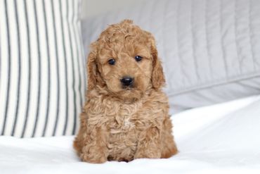 Miniature Goldendoodle Puppies for sale, Mini Goldendoodle Puppies for sale, Mini Goldendoodle