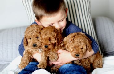 Miniature Goldendoodle Puppies for sale, Mini Goldendoodle Puppies for sale, Mini Goldendoodle