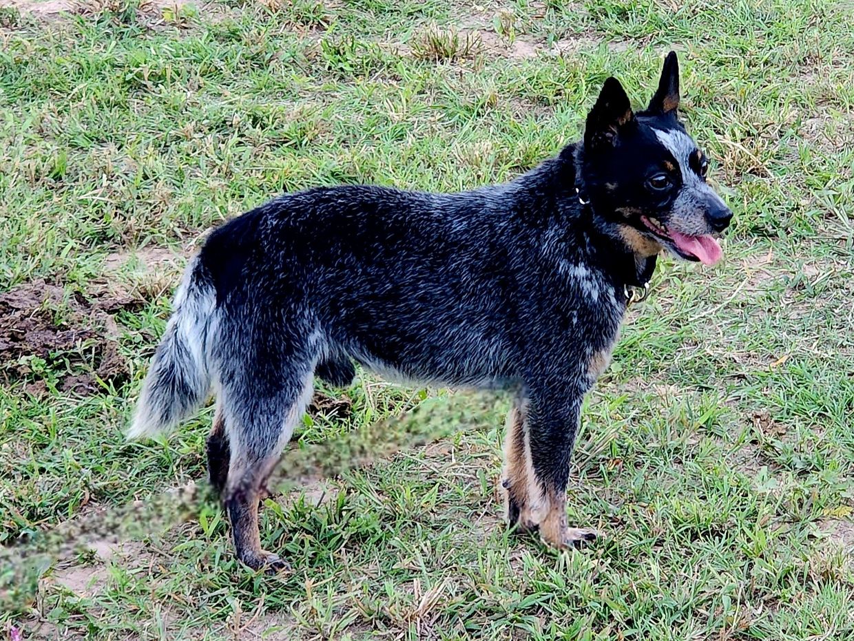 A black and gray dog standing on grass.
