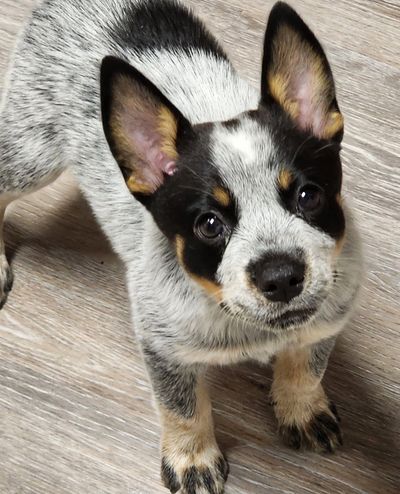 Cute Australian Cattle Dog puppy looking up.