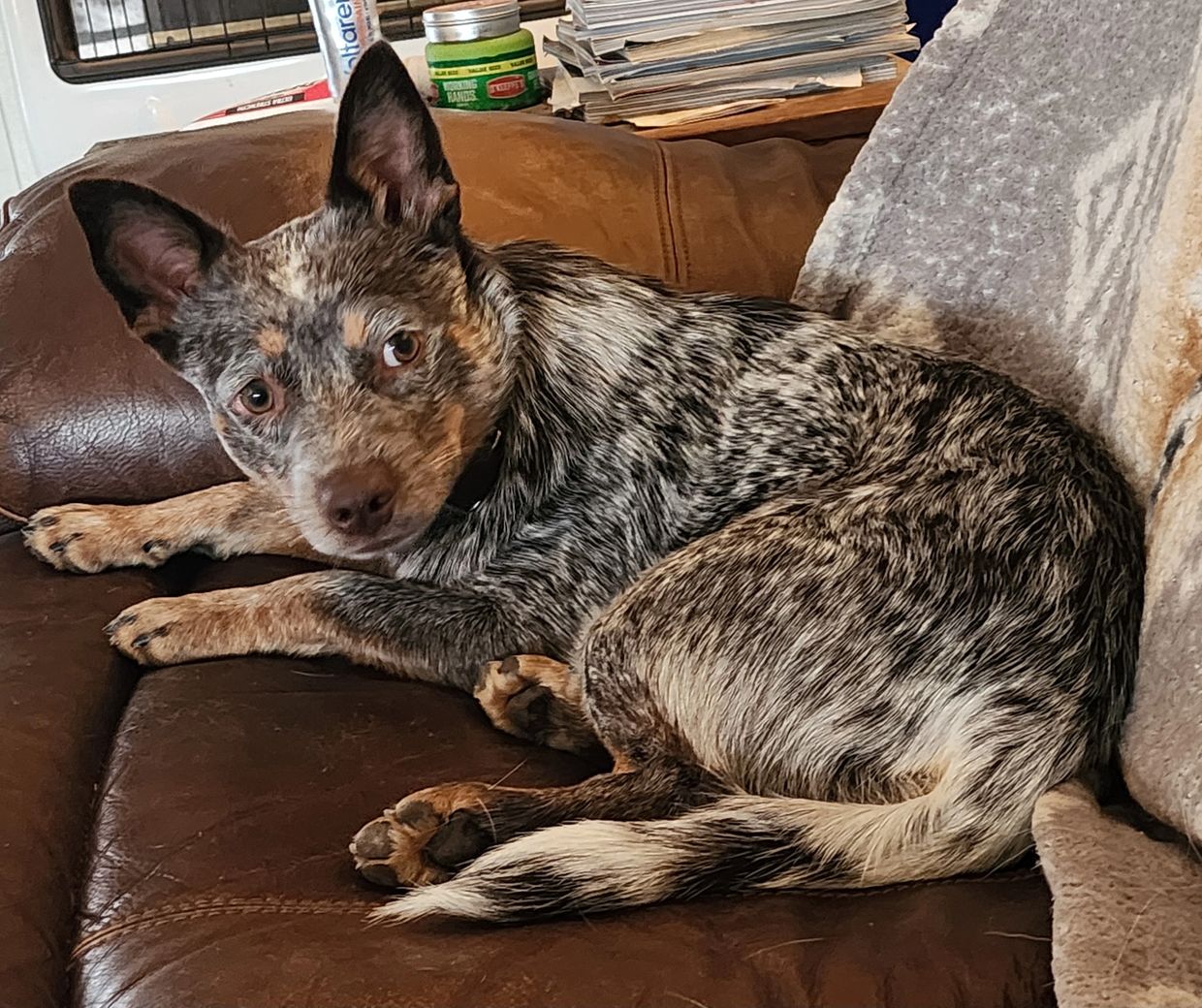 Australian Cattle Dog resting on a brown leather couch.