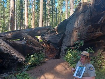 A park ranger explaining near giant fallen trees in a forest. Location is Calaveras Big Trees during a outdoor recreation trip.