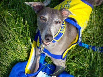 Pets As Therapy PAT uniform 