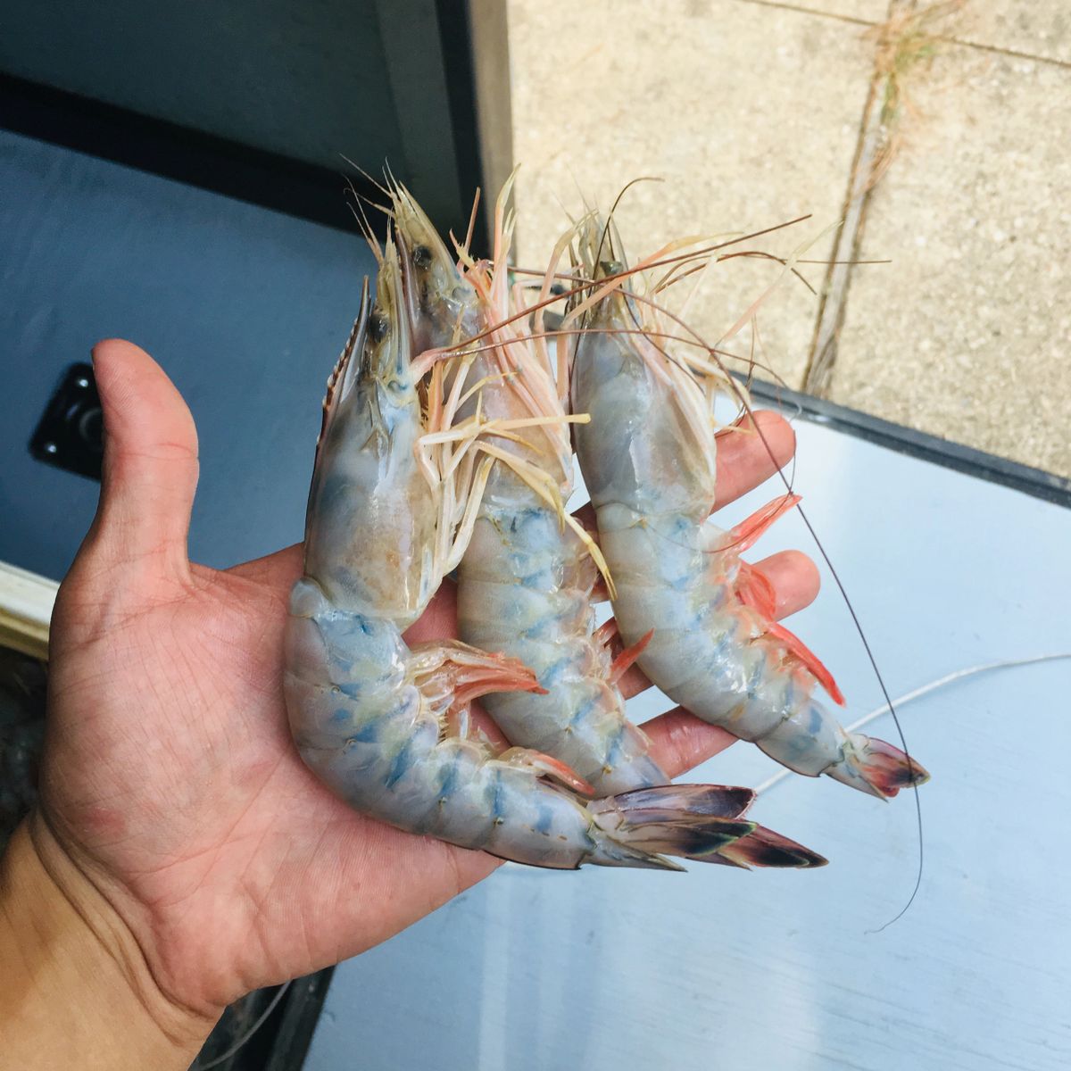 Jumbo Shrimp