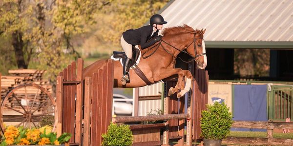 A rider jumping a chestnut horse over an obstacle.