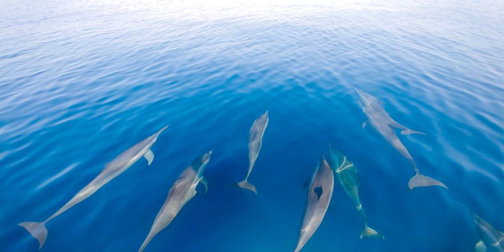 Dolphin Watching 