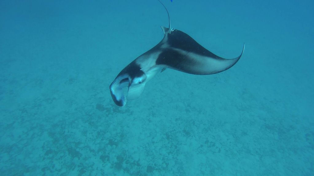 Manta Safari 