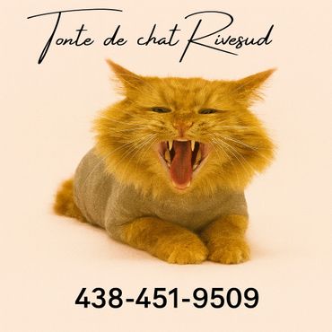 un chat faché ou agressif