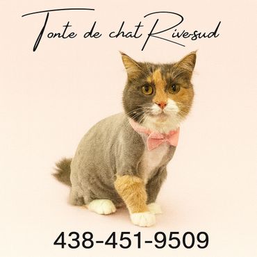 chatte qui a une tonte lion
