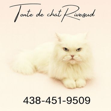 chat persan qui a recu un toilettage