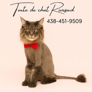 chat qui a une coupe lion