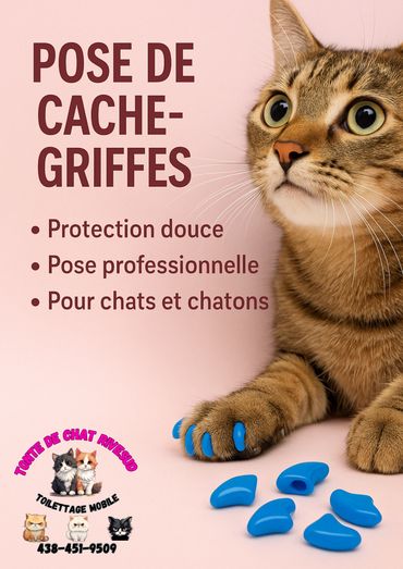 pose de cache griffe pour chat
