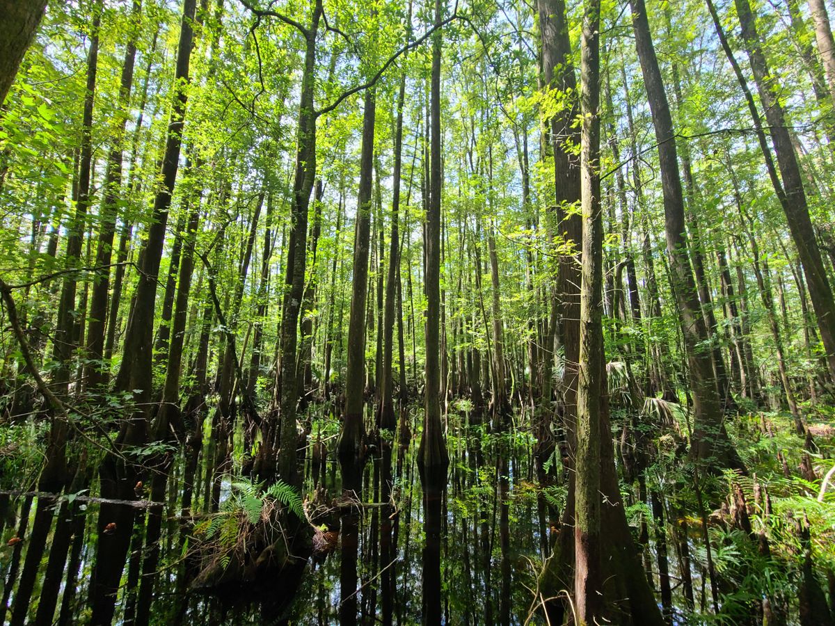 Informal Wetland Delineation (Step 1)