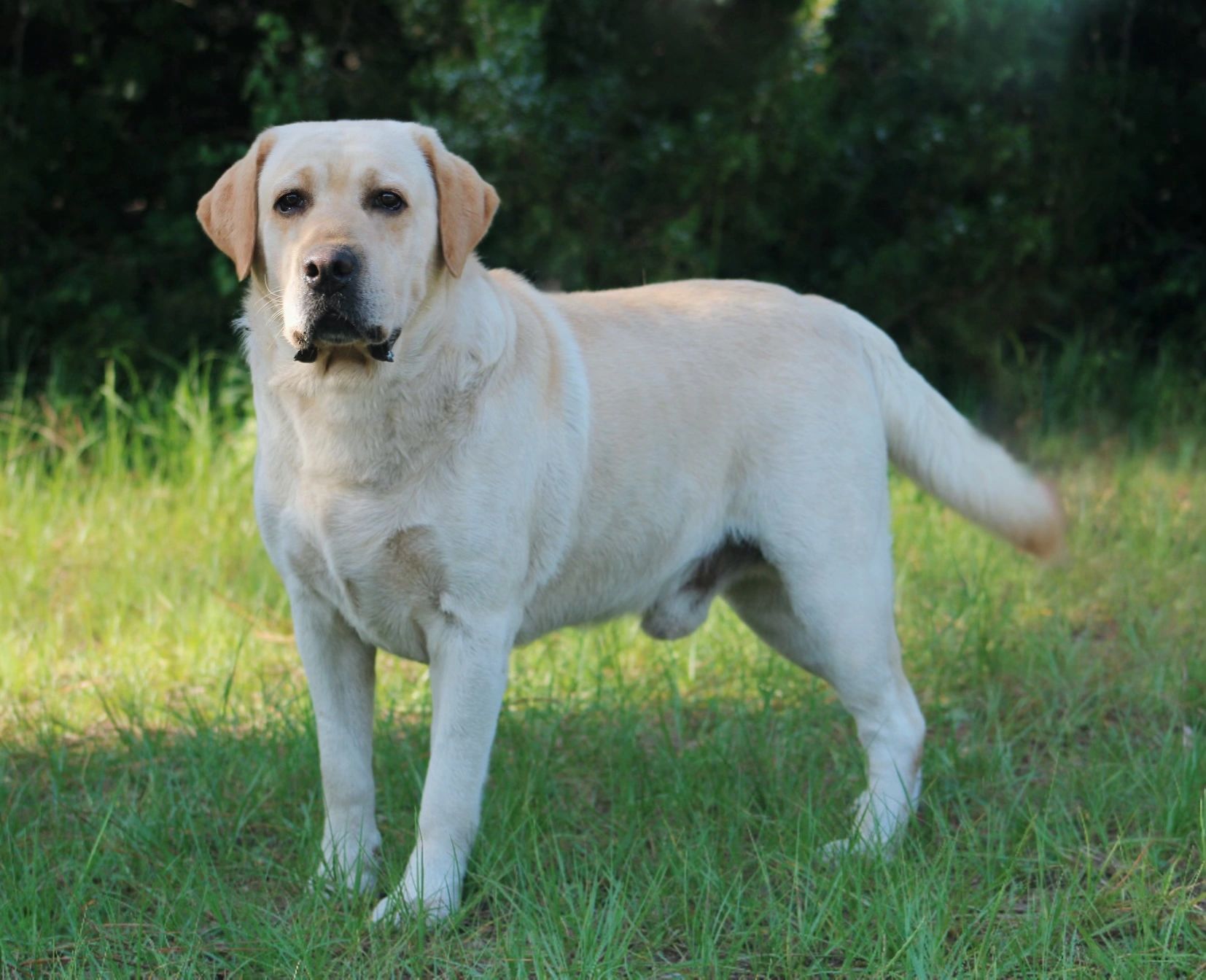 About Us Belle Rose Labradors