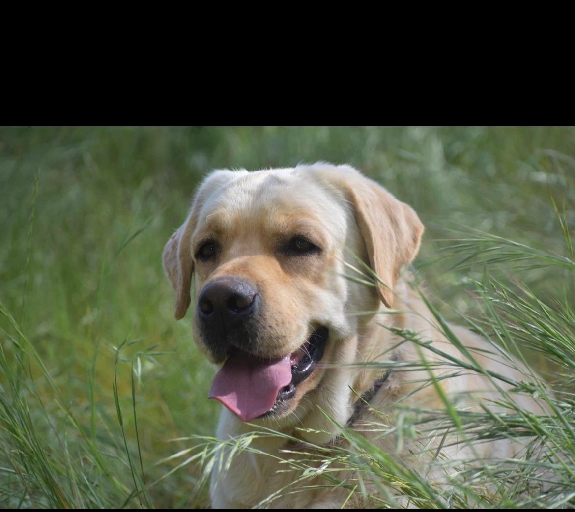 Contact Us Belle Rose Labradors