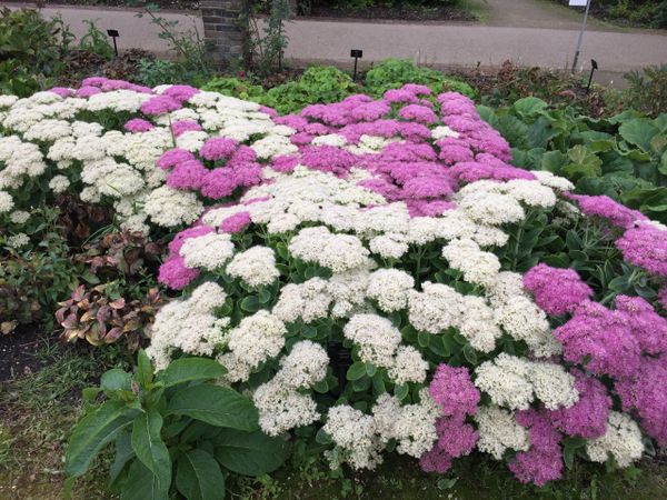 Brightly coloured Sedum at Kew Gardens