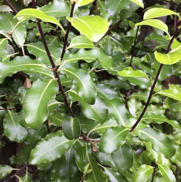 cuttings of pittosporum