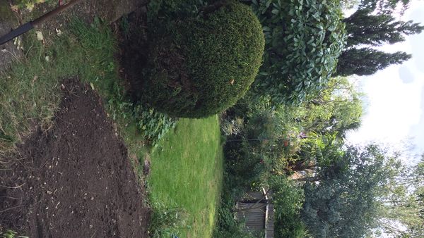 We care for Jo’s garden and prune back many hedges and bushes. I have just cleared this flower bed a