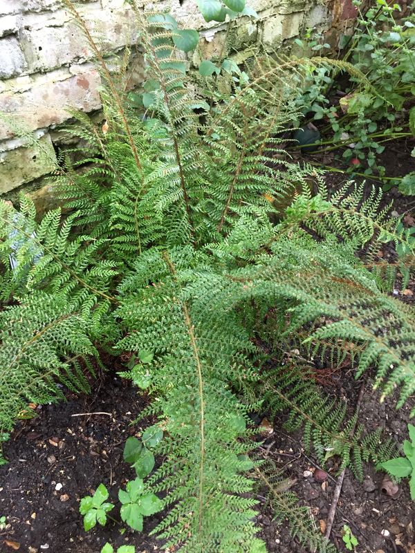 ferns can be a nice feature in shaded areas
