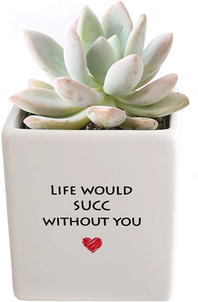 COSTA FARMS MINI SUCCULENT FULLY ROOTED LIVE INDOOR PLANT, 2.5-INCH ECHEVERIA, GIFT
