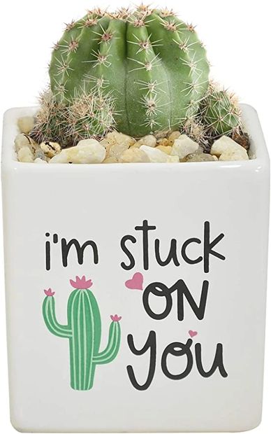 COSTA FARMS MINI CACTUS FULLY ROOTED LIVE INDOOR PLANT