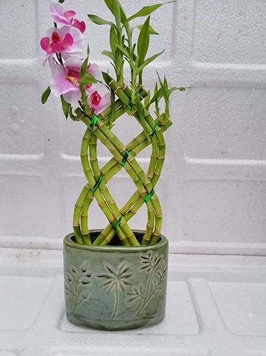 LIVE 8 BRAIDED STYLE LUCKY BAMBOO PLANT ARRANGEMENT WITH GREEN VASE