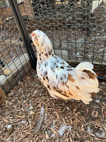 A white and brown speckled chicken in a wire enclosure.