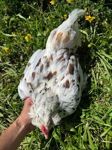 Hand holding a speckled white and brown chicken on grass.