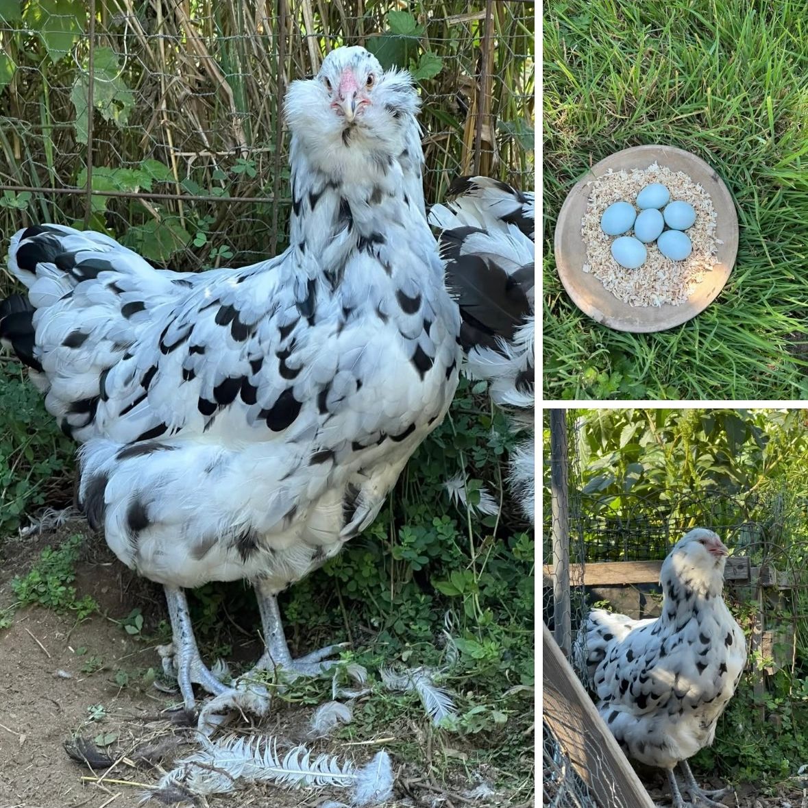 A white and black speckled chicken with blue eggs in a wooden bowl.