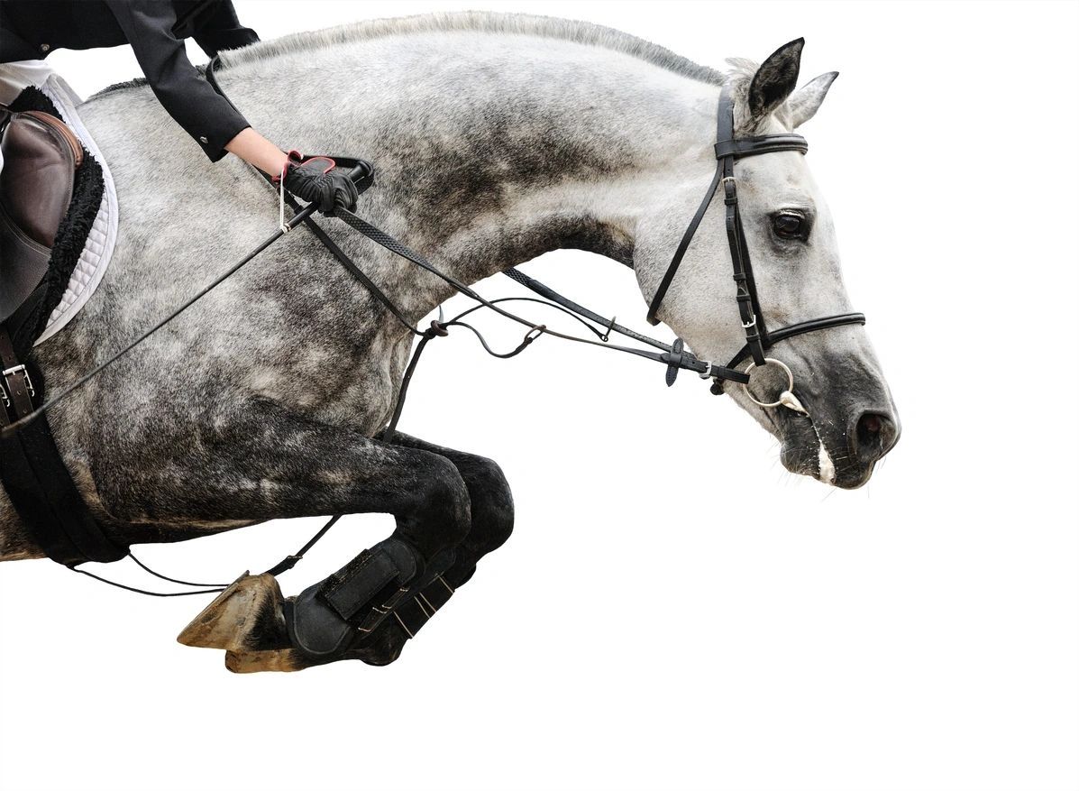 Fashion Clothing for Show Jumping | Willow Tree Equestrian