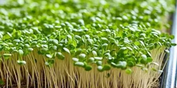 Close-up of fresh green seedlings growing densely.