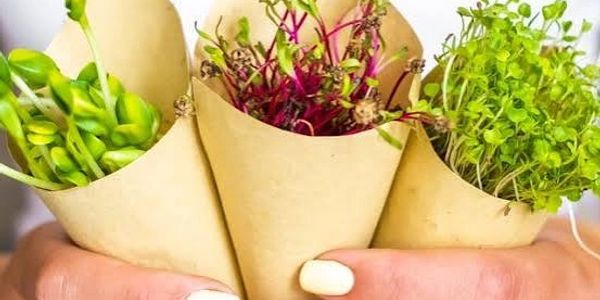 Three brown paper cones with fresh microgreens held in a hand.