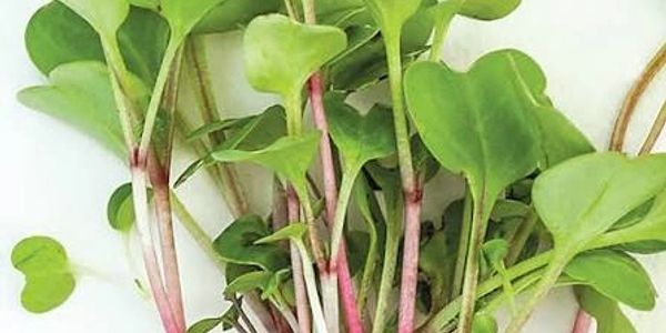 Fresh Malabar spinach with pink stems.