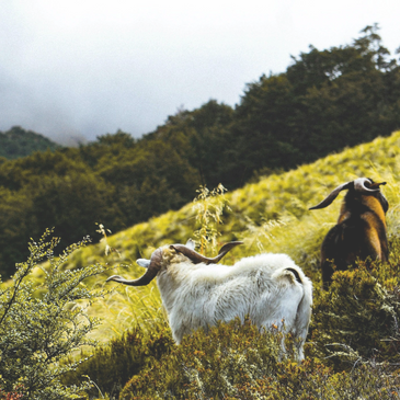 goat grazing, livestock grazing