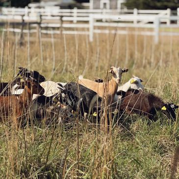 goat grazing, livestock grazing, goats for hire, targeted grazing