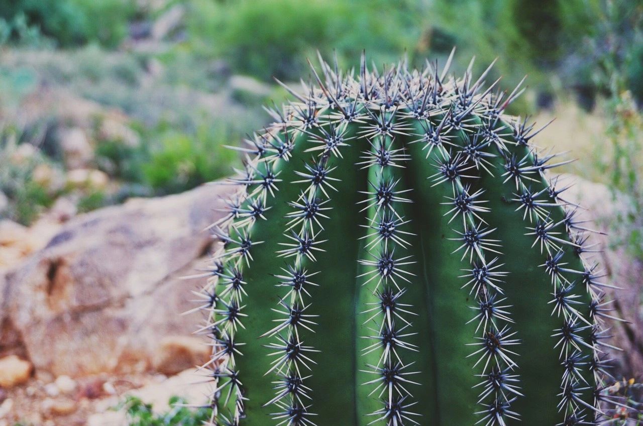 //img1.wsimg.com/isteam/ip/e0c342f9-8c03-4f9e-8f8f-5ba5a17d25a6/saguaro.jpg/:/cr=t:0%25,l:0%25,w:100%25,h:100%25/rs=w:1300,h:800