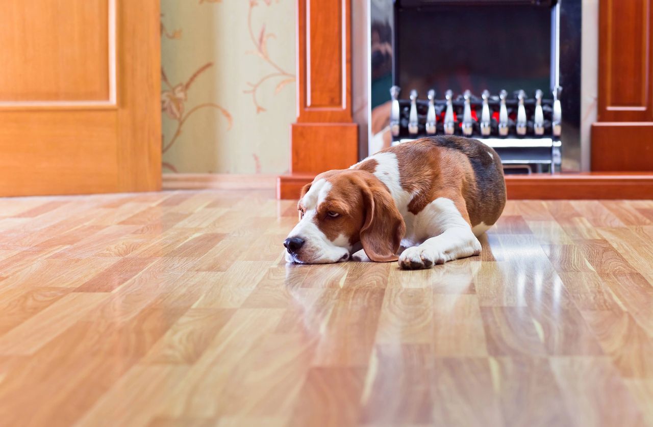 Beagle dog relaxing on the floor in a smart home Beagle dog relaxing on the floor in a smart home