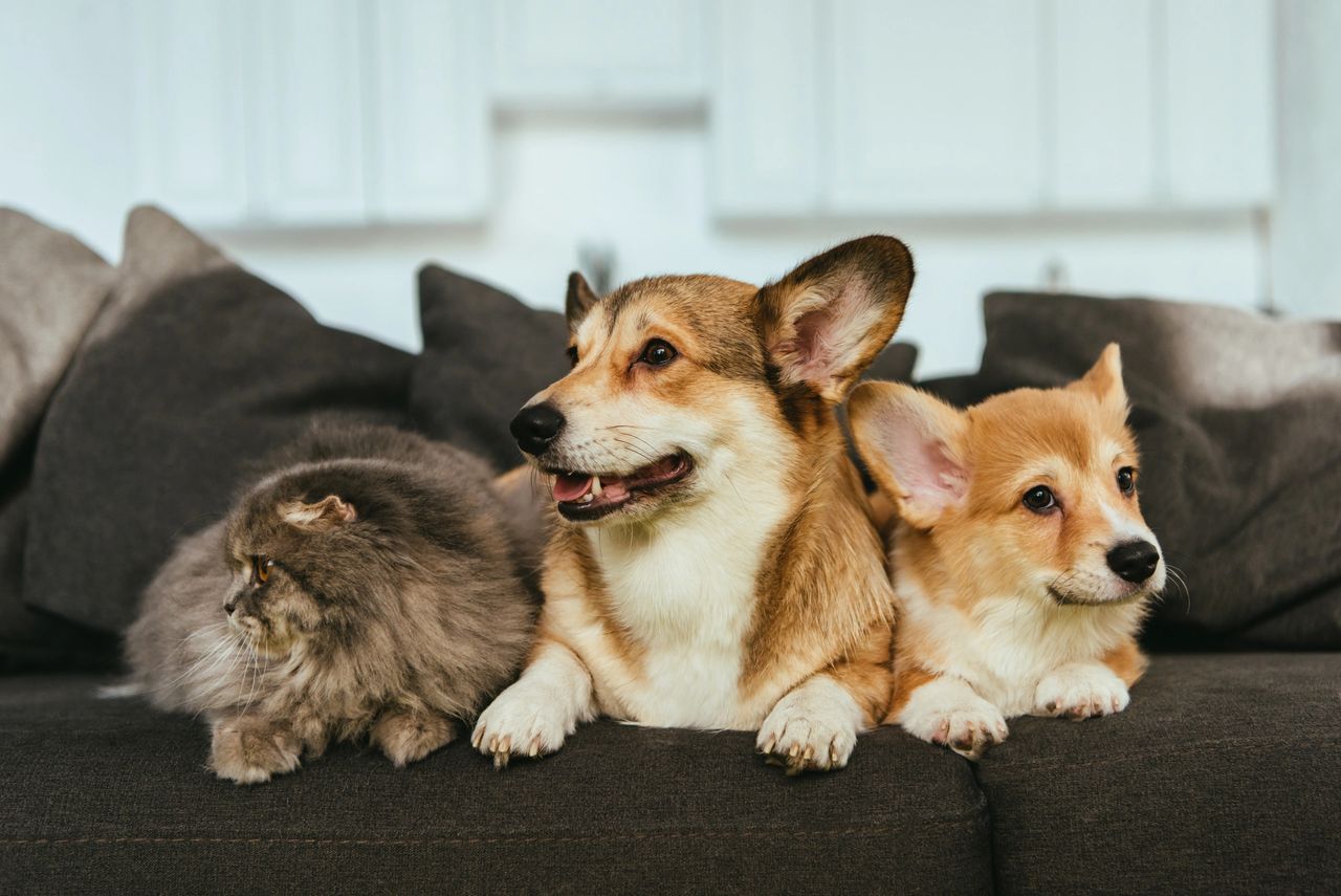 close up view of corgi dogs and british longhair cat on sofa in a smart home close up view of corgi dogs and british longhair cat on sofa in a smart home