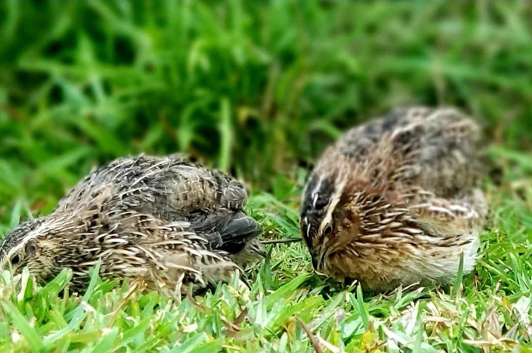 Buy Coturnix Quail Eating and Hatching Eggs Online