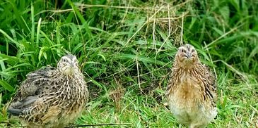 Buy Coturnix Quail Eating and Hatching Eggs Online