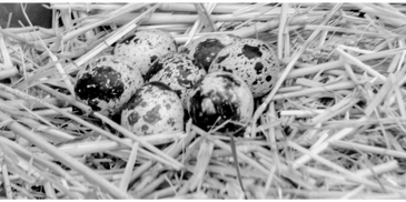 Buy Coturnix Quail Eating and Hatching Eggs Online