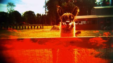 Holga, film, multi-exposure, Llama, Oregon, animal photography, nature photography, rojo