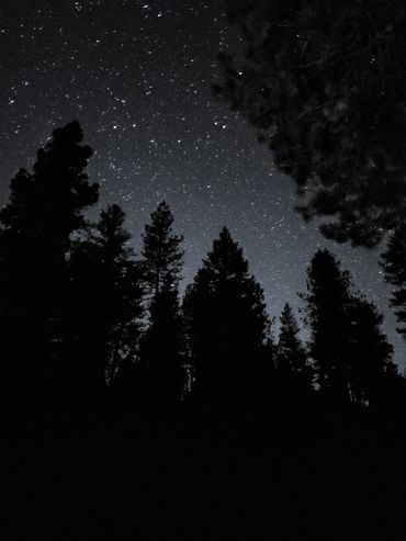 astrophotography, night sky, starry night, stars, ponderosa pine, oregon, wheeler county, conifers, 