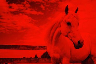 Film portrait of a horse near Portland, OR, Red filter