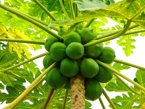 Papaya Magic