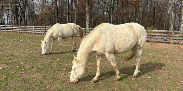 Cremello, quarter horse, fillies, rescued