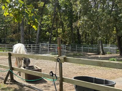 horse rescue volunteer