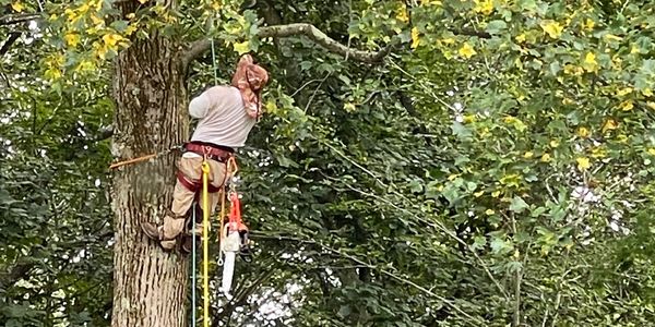 Certified tree climber trimming trees in Connecticut, serving New Haven & New London Counties