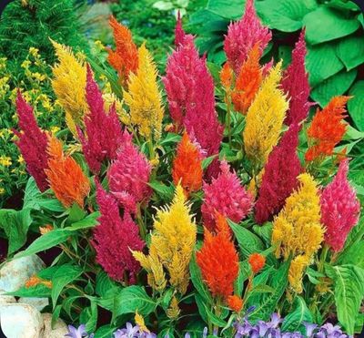 Colorful celosia flowers with vibrant red, yellow, and orange plumes in a garden.