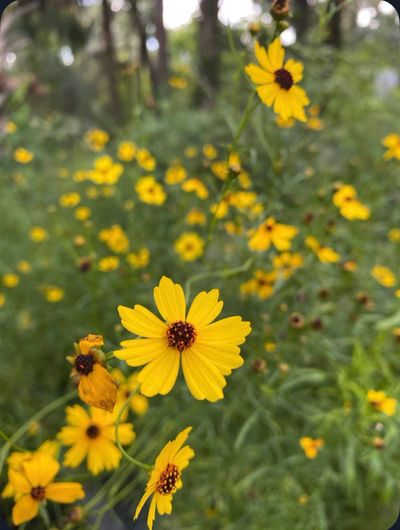 Close-up of vibrant yellow wildflowers with green foliage background.